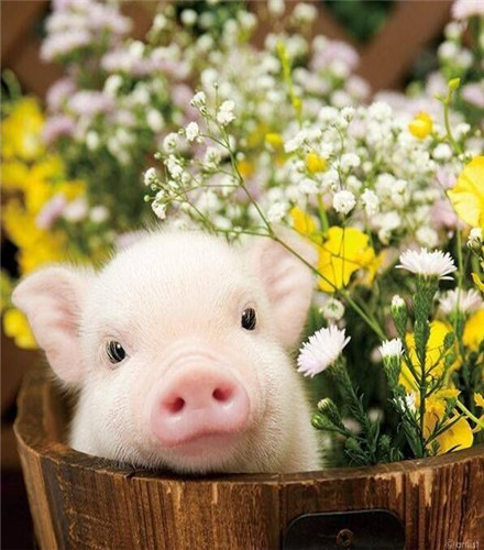 超火小粉猪图片可爱超级萌2019 你是我见过最可爱的猪