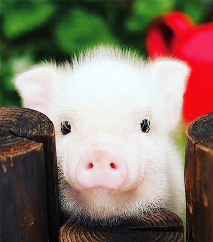 超火小粉猪图片可爱超级萌2019 你是我见过最可爱的猪