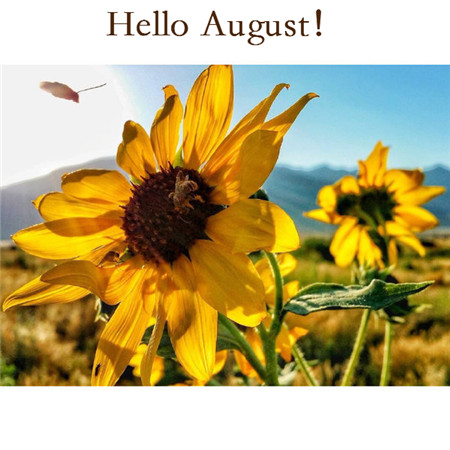 2019最新迎接八月微信配图 你好八月风景图片英文字