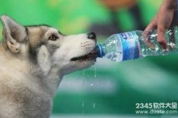 狗喝水什么意思什么梗?女神说狗喝水是什么隐喻内涵【图解】