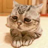 可爱又带点伤感的猫咪图片2020 一只看上去自带悲伤的小猫咪 ​​​​