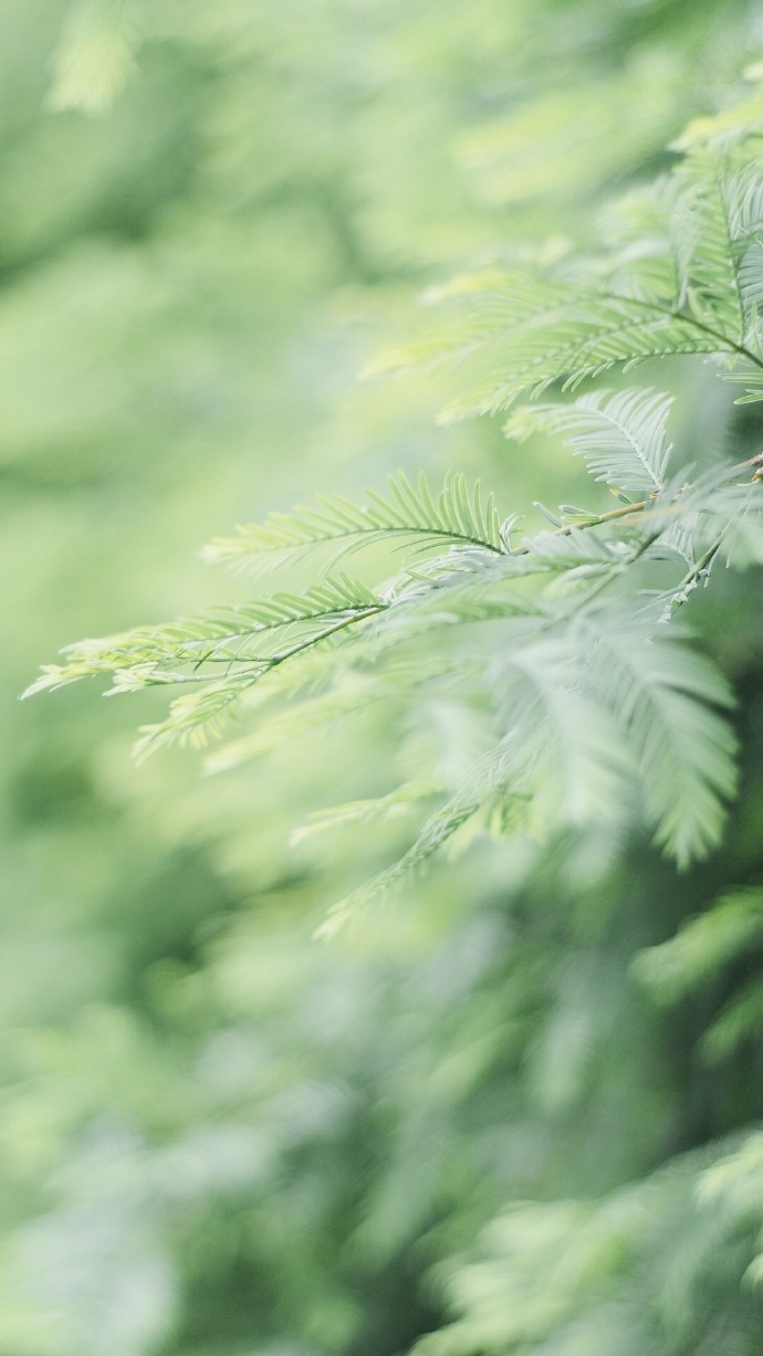 绿色植物系列绿色护眼壁纸大全 好看的真实花草风景图片