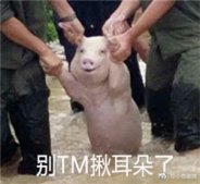猪猪内心世界搞笑表情包带字 从台风中抢救出来的猪