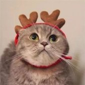 圣诞节萌宠情侣头像一人一张 最新圣诞节头像可爱小动物