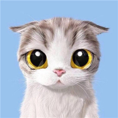 2020最新萌猫咪情侣头像一对 超可爱的情侣猫咪头像