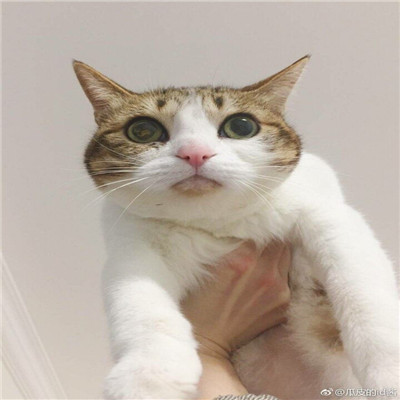 2020最新萌猫咪情侣头像一对 超可爱的情侣猫咪头像