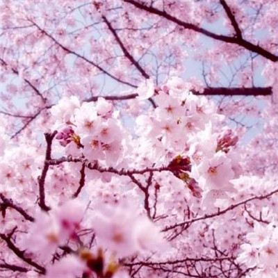 樱花图片唯美高清 浪漫好看的樱花图片2020最新