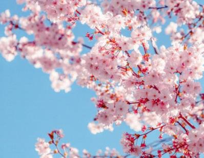 武汉大学将免费开放 “云赏樱”直播通道，为期十天