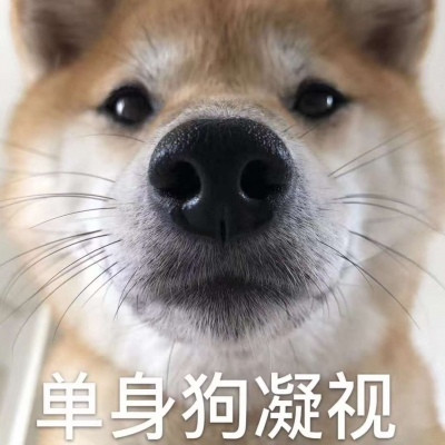 520单身狗专用带字表情包 2020抖音单身狗表情包图片大全
