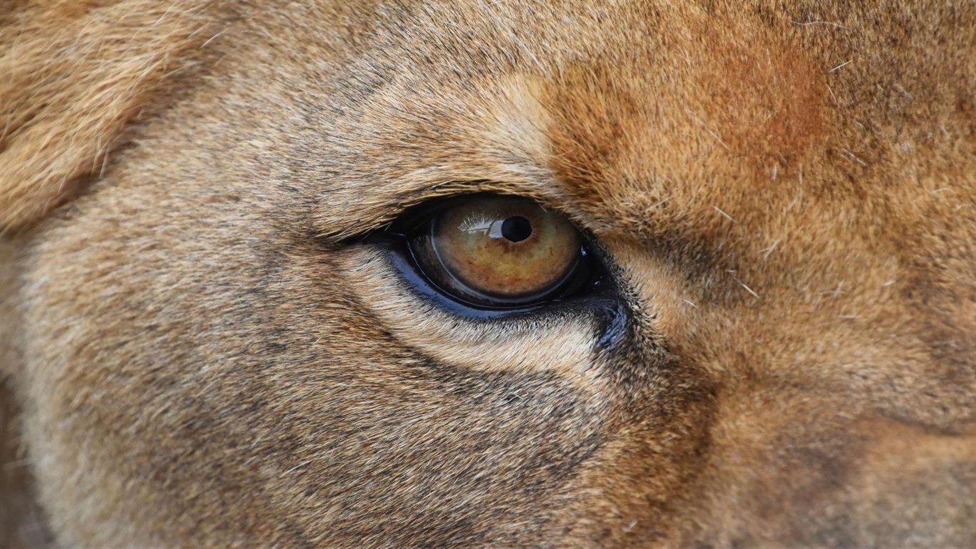 微软发布《野生动物之眸》免费 4K 壁纸包