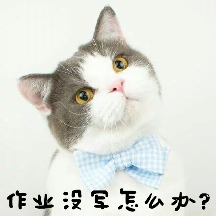 与开学有关的QQ表情 小猫咪友情提示大家马上要开学啦