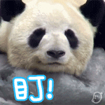 贱贱的熊猫动态表情 超搞笑的原创熊猫表情