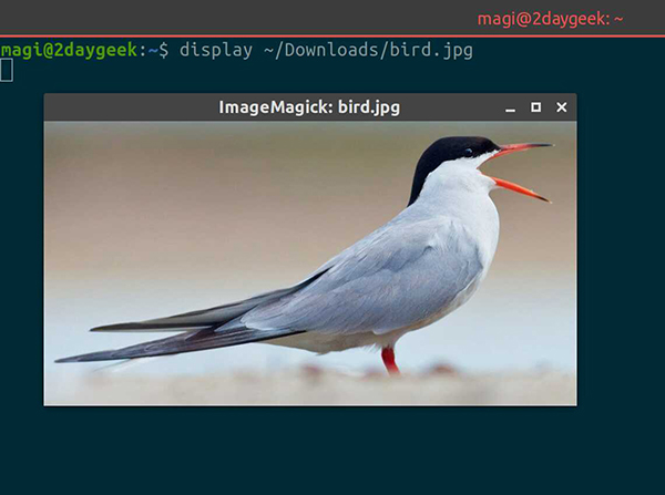 如何在 Linux 终端查看图像