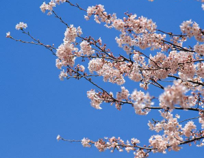 春天观赏樱花的心情说说 2021看樱花发朋友圈的唯美句子