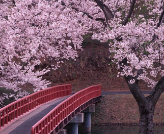 春天观赏樱花的心情说说 2021看樱花发朋友圈的唯美句子