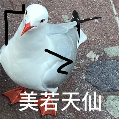 一组搞怪的海鸟表情包 最近很热门的海鸟带字表情