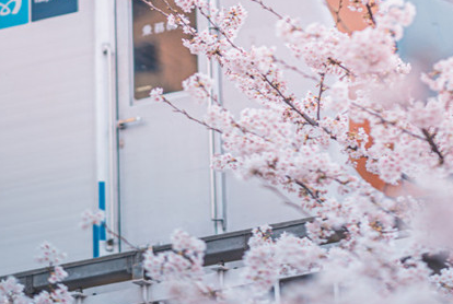 2021春日樱花壁纸唯美高清手机壁纸 绿意盎然的樱花清新美貌