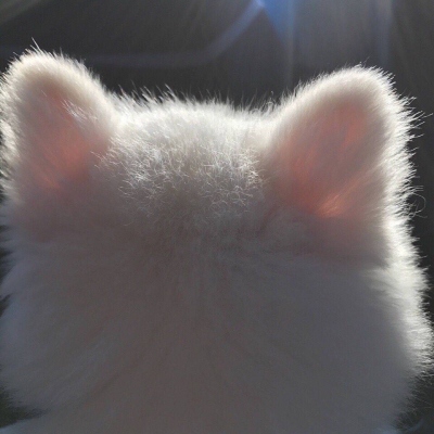 2021夏季专用的可爱小猫咪头像精选 有你在落日都显得那么耀眼