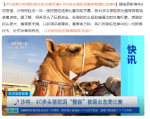 40多头骆驼因整容被踢出选美 为选美沙特骆驼被注射肉毒杆菌