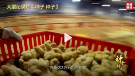 中国一年吃掉近50亿只白羽肉鸡 中国自主育种白羽肉鸡打破国外垄断