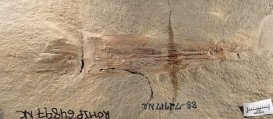 最古老章鱼化石被命名为“拜登” 具体怎么回事